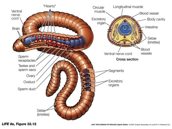 excretory system of an earthworm